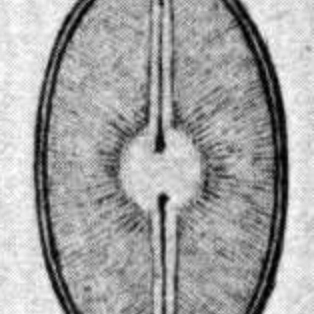 Navicula scutiformis orig illus