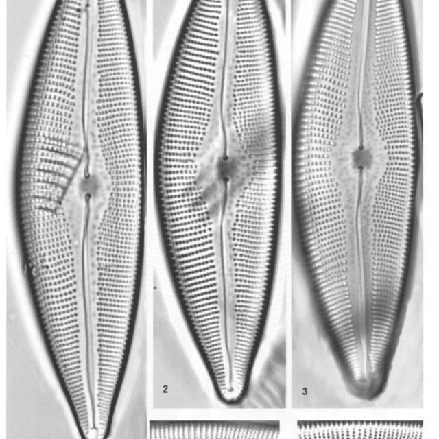 Cymbopleura crassipunctata orig illus