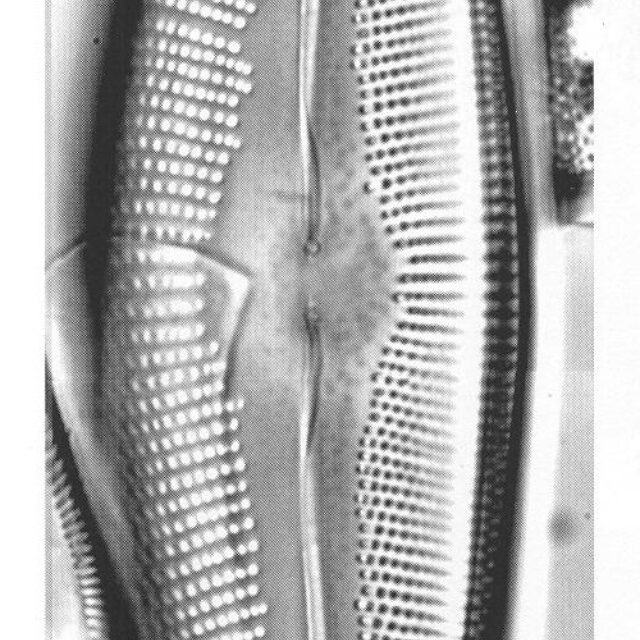 Cymbopleura crassipunctata orig illus 3