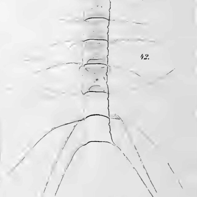 Chaetoceros constrictum orig illus2