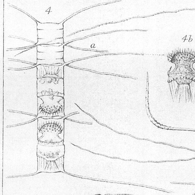 Chaetoceros Lauderi Orig Illus