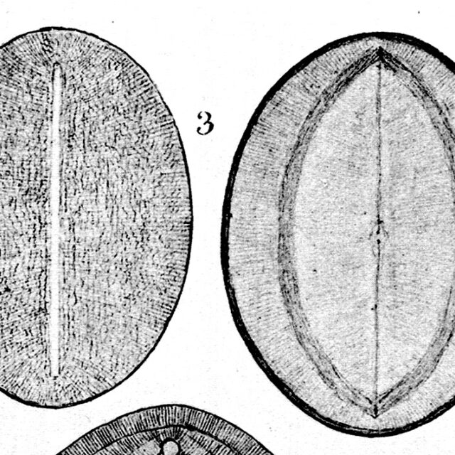 Cocconeis Grovei A Schmidt