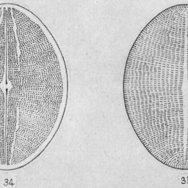 Cocconeis rugosa orig illus