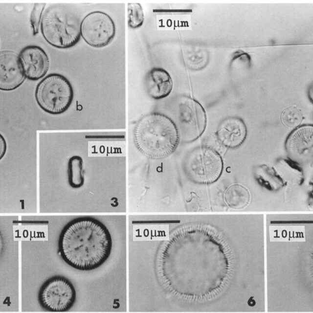 Cyclotella polymorpha orig illus
