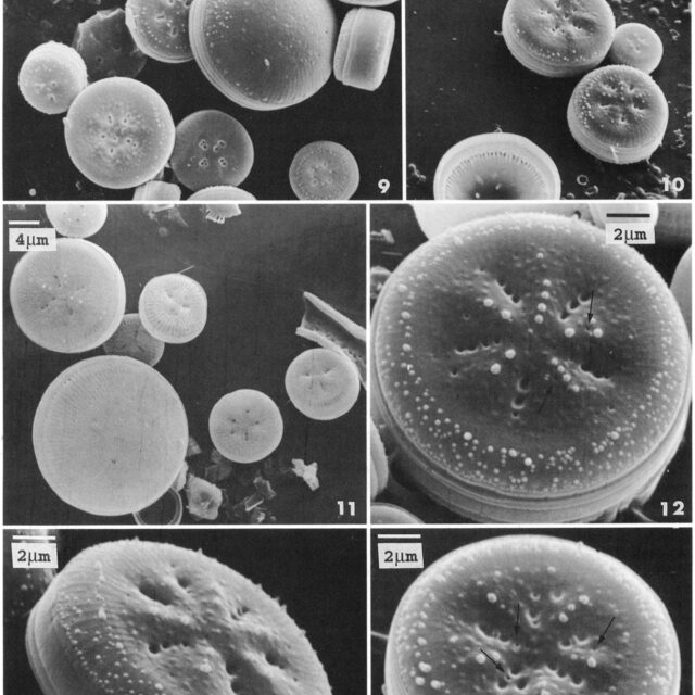 Cyclotella polymorpha orig illus 2