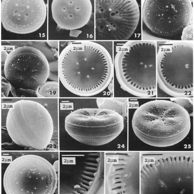 Cyclotella polymorpha orig illus 3