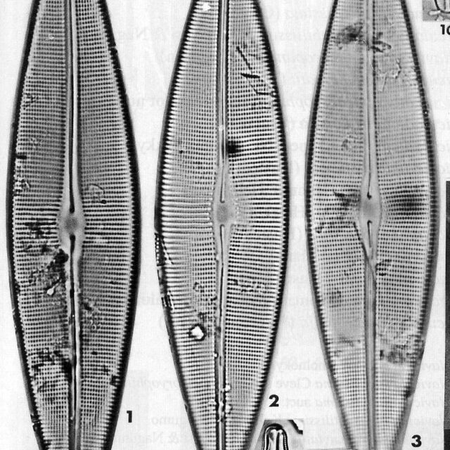 Craticula acidoclinata orig illus