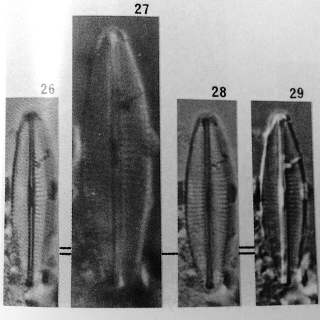 Navicula molestiformis