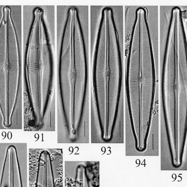 Craticula johnstoniae orig illus