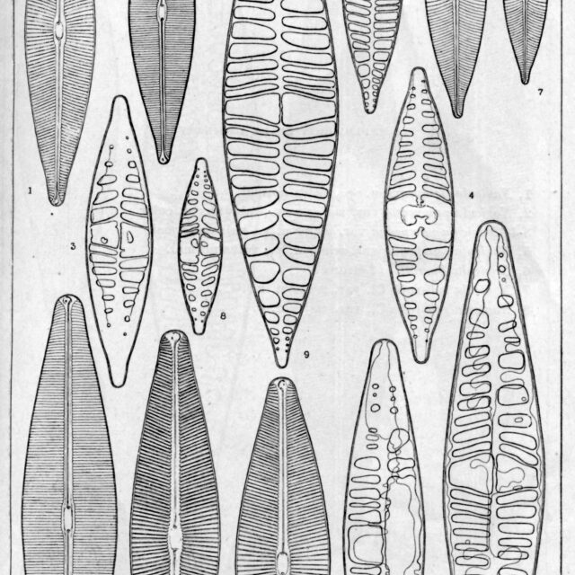 Navicula pampeana orig illus 2