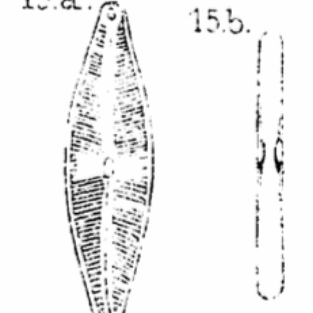 Cstauroneiformis Orig Draw