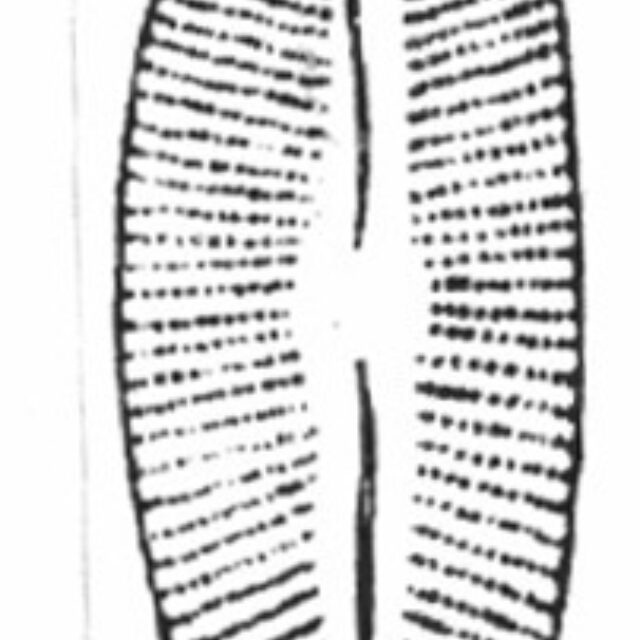 Cymbella Heilprinensis Iconotype Plate 128 Fig 6 Krammer 1997B