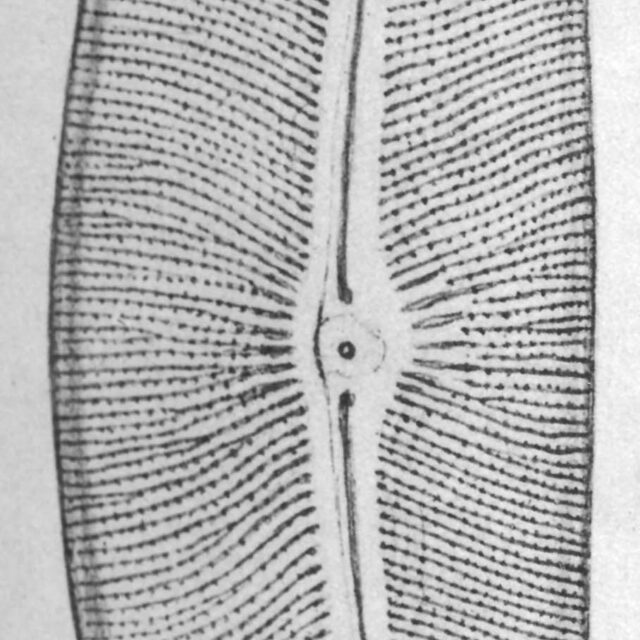 Cocconema janischii orig illus