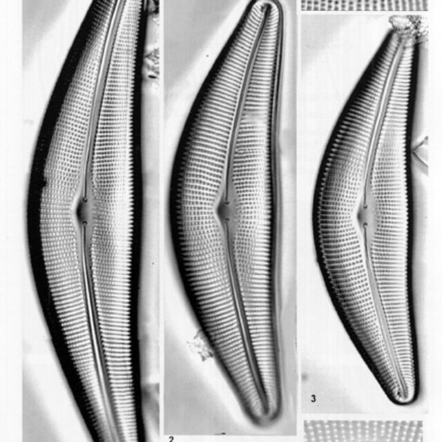 Frustulia lanceolata orig illus