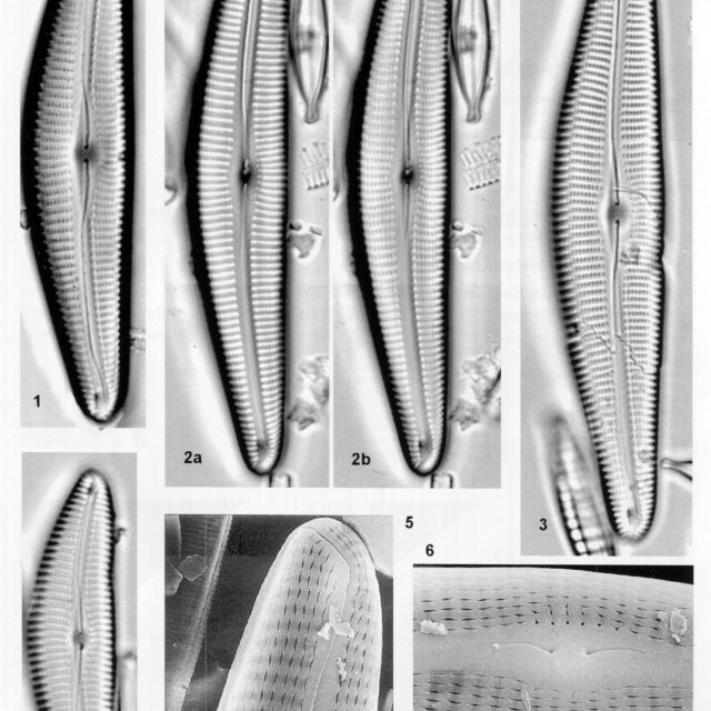 Cymbella langebertalotii orig illus