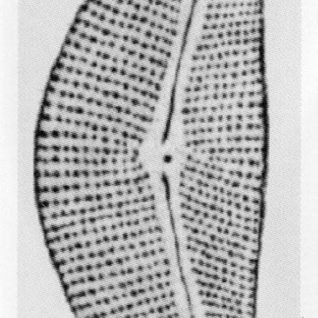 Cymbella mexicana var. kamtschatica orig illus