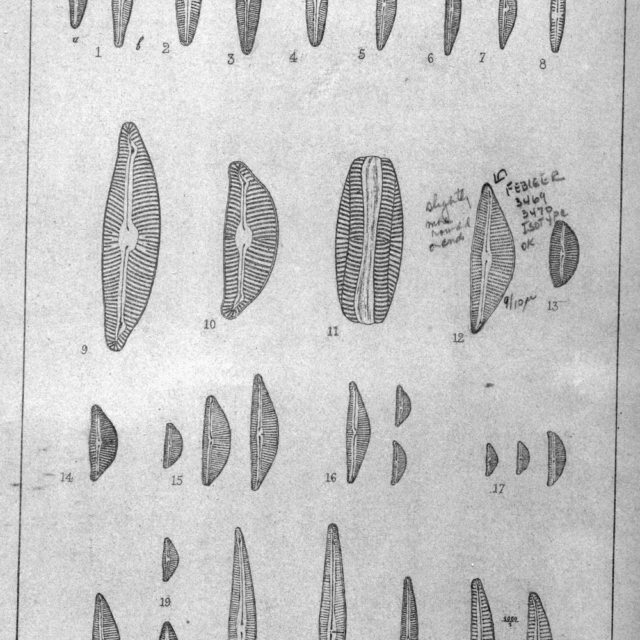 Cymbella subaequalis orig illus