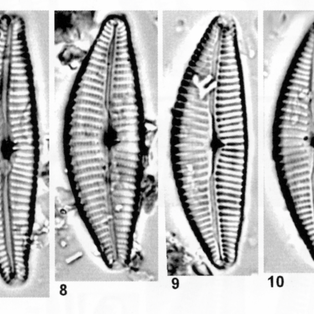 Cymbella tropica orig illus