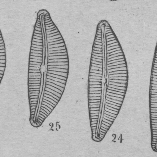 Cymbella turgidula orig illus