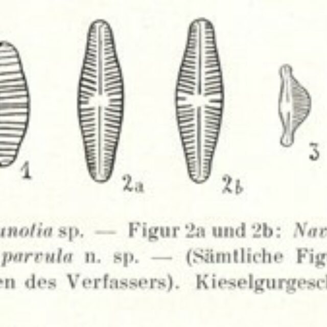 Cymbellafalsa diluviana orig illus 2