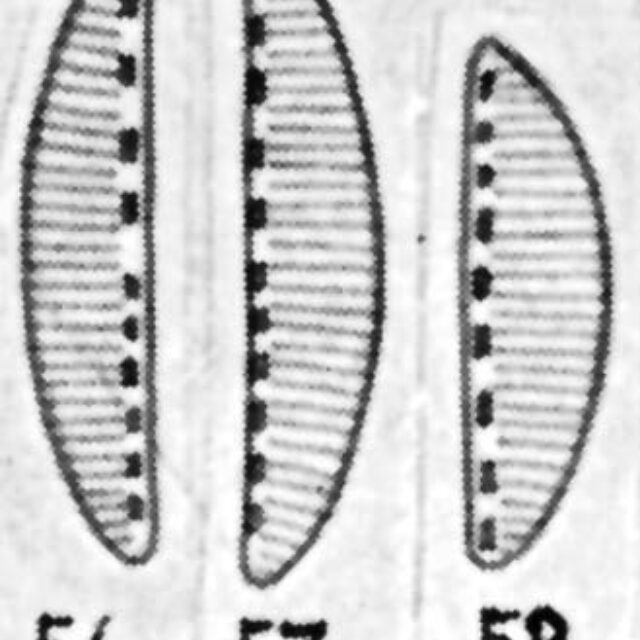 Cymbellonitzschia diluviana orig illus