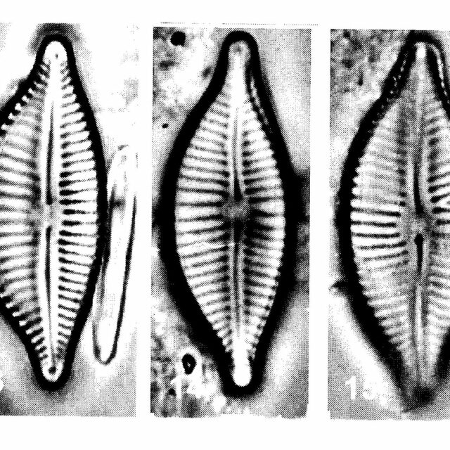 Cymbo Citriformis Origimag001