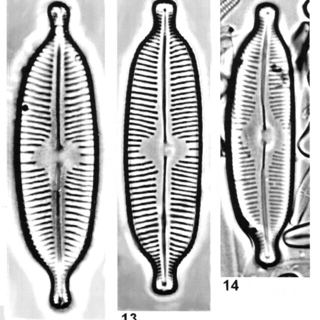 Cymbopleura elliptica orig illus