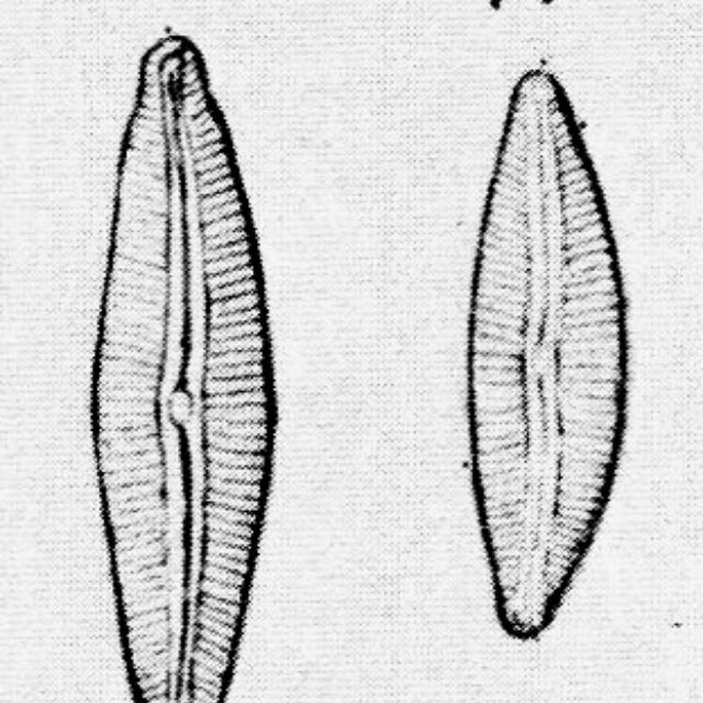 Cymbopleura rupicola orig illus