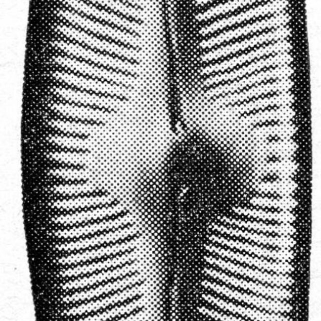 Cymbella pseudocuspidatai orig illus 2