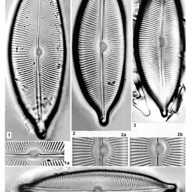 Cymbopleura apiculata orig illus 2