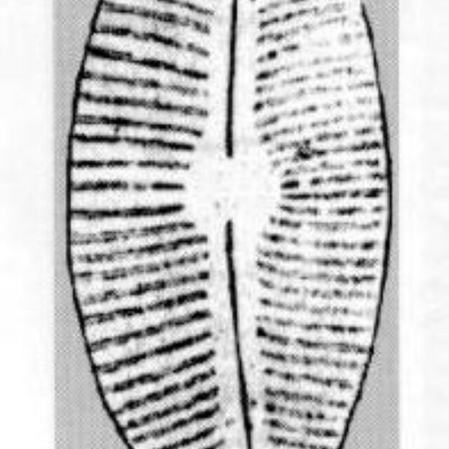 Cymbella lata orig illus