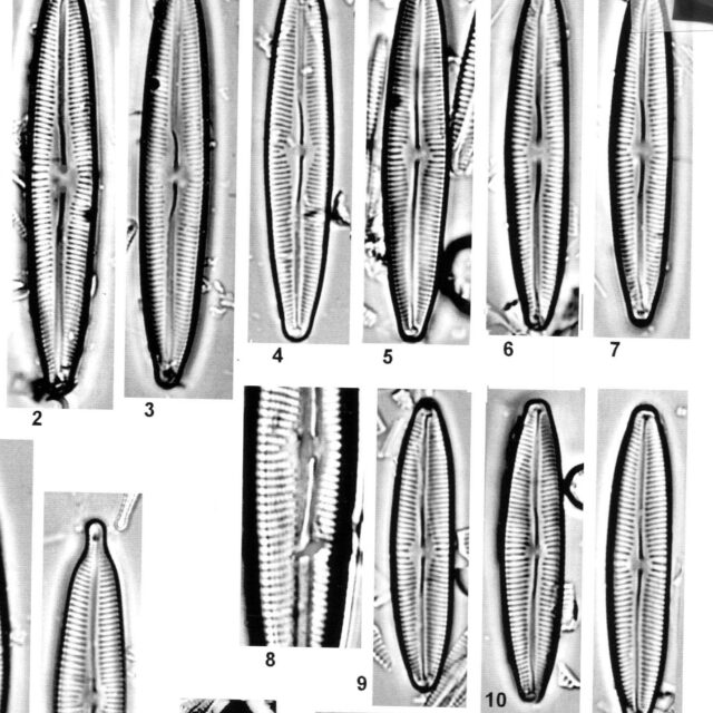 Cymbopleura incertiformis var. laterostrata orig illus