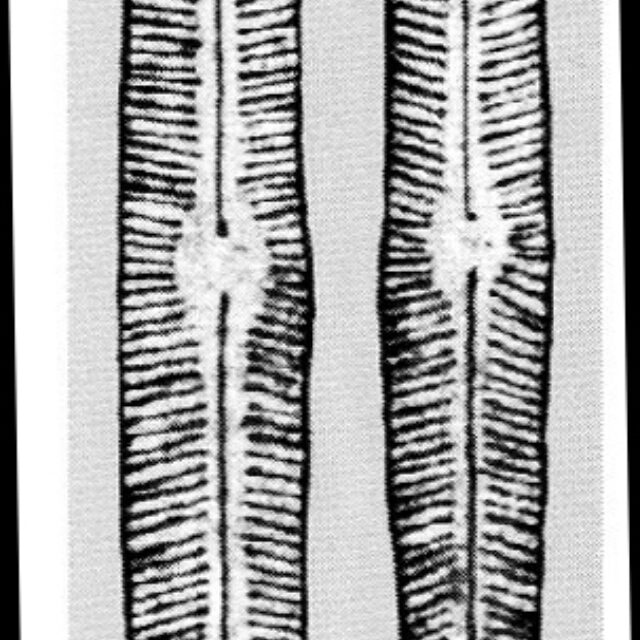 Cymbopleura incertiformis var. linearis orig illus