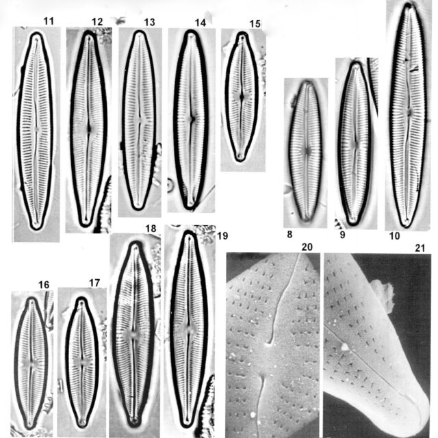 Cymbopleura incertiformis orig illus