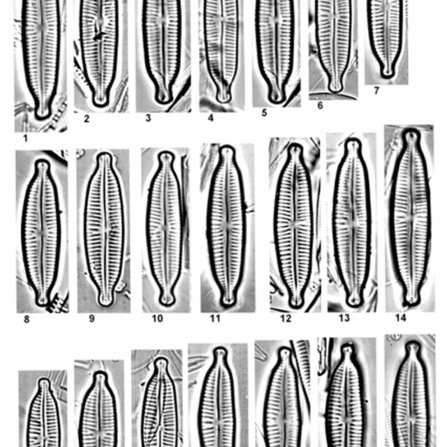 Cymbopleura similiformis orig illus