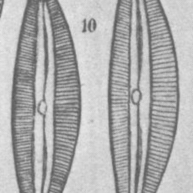 Cymbopleura austriaca orig illus