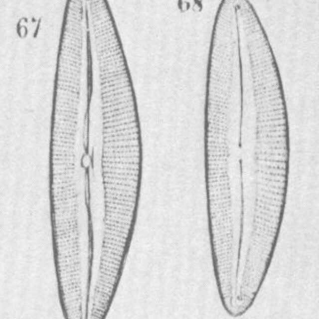 Cymbopleura austriaca orig illus 2