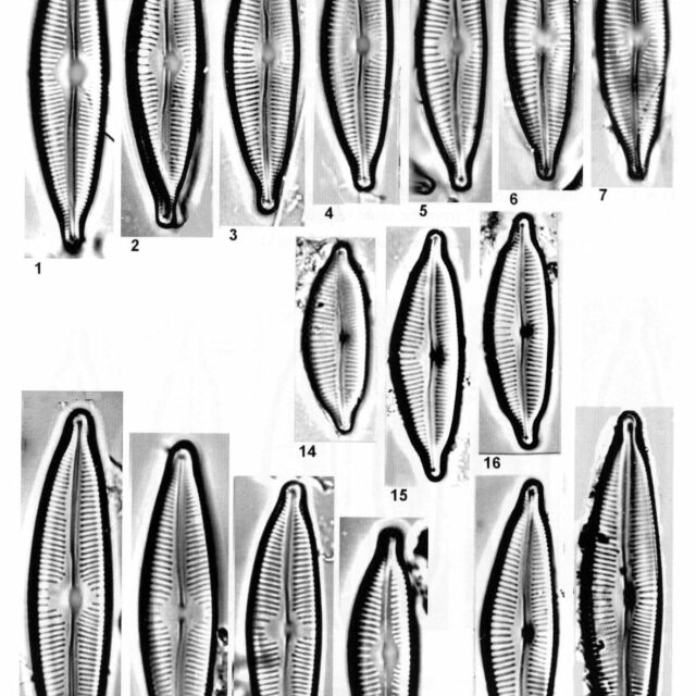 Cymbopleura sublanceolata orig illus