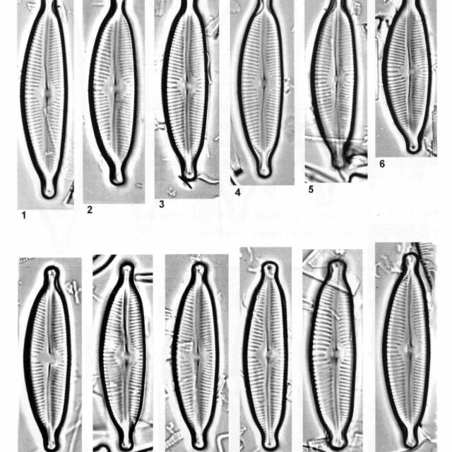 Cymbopleura sublanceolata orig illus 2