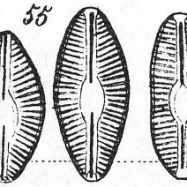 Diploneia elliptica orig illus