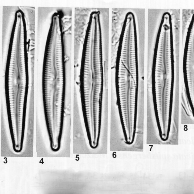 Delicata Alpestris Origimag001