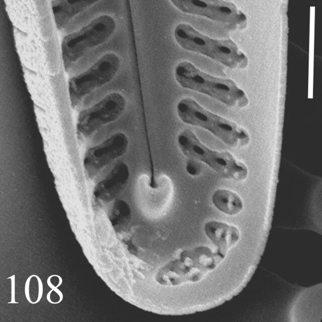 Delicata Canadensis Internalend