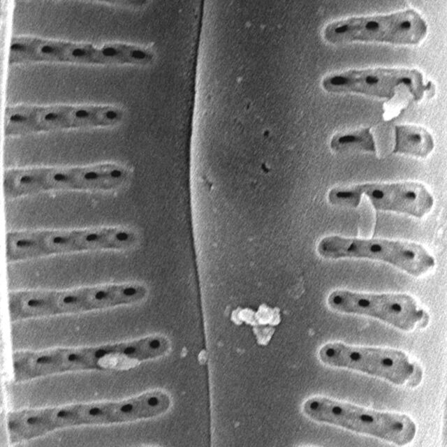 Delicata Canadensis Internalmiddle