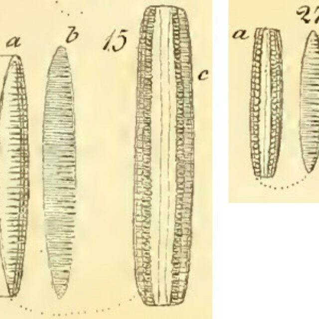 Denticula kuetzingii orig illus