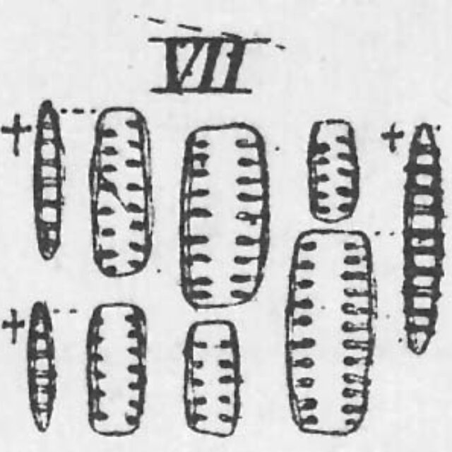 Denticula tenuis orig illus