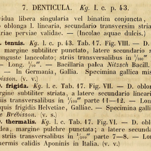 Denticula thermalis var. rupestre orig illus