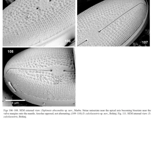 Diploneis Abscondita Orig Illus 02