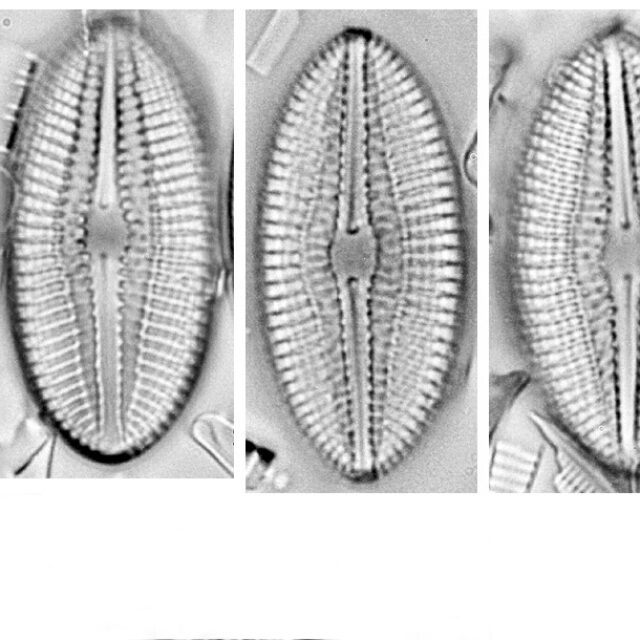 Diploneis abscondita Orig Illus