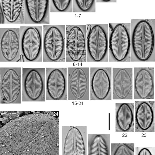 Diploneis calcicolafrequens Orig Illus