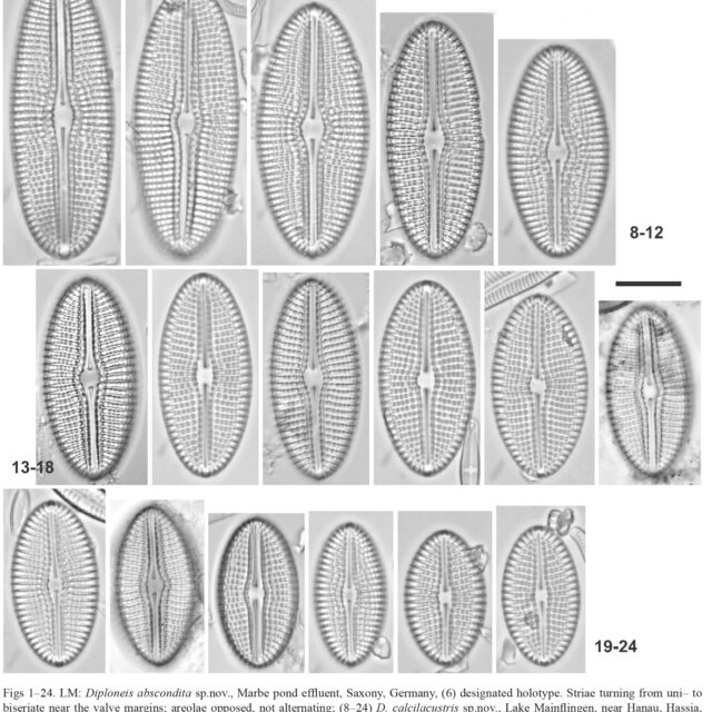 Diploneis Calcilacustris Orig Illus